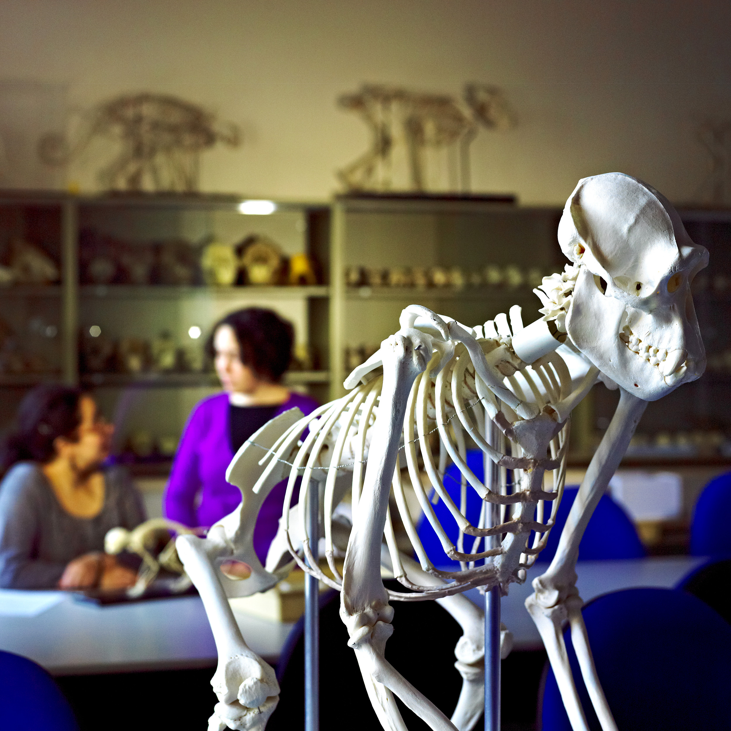 Animal skeleton in the Department of Anthropology