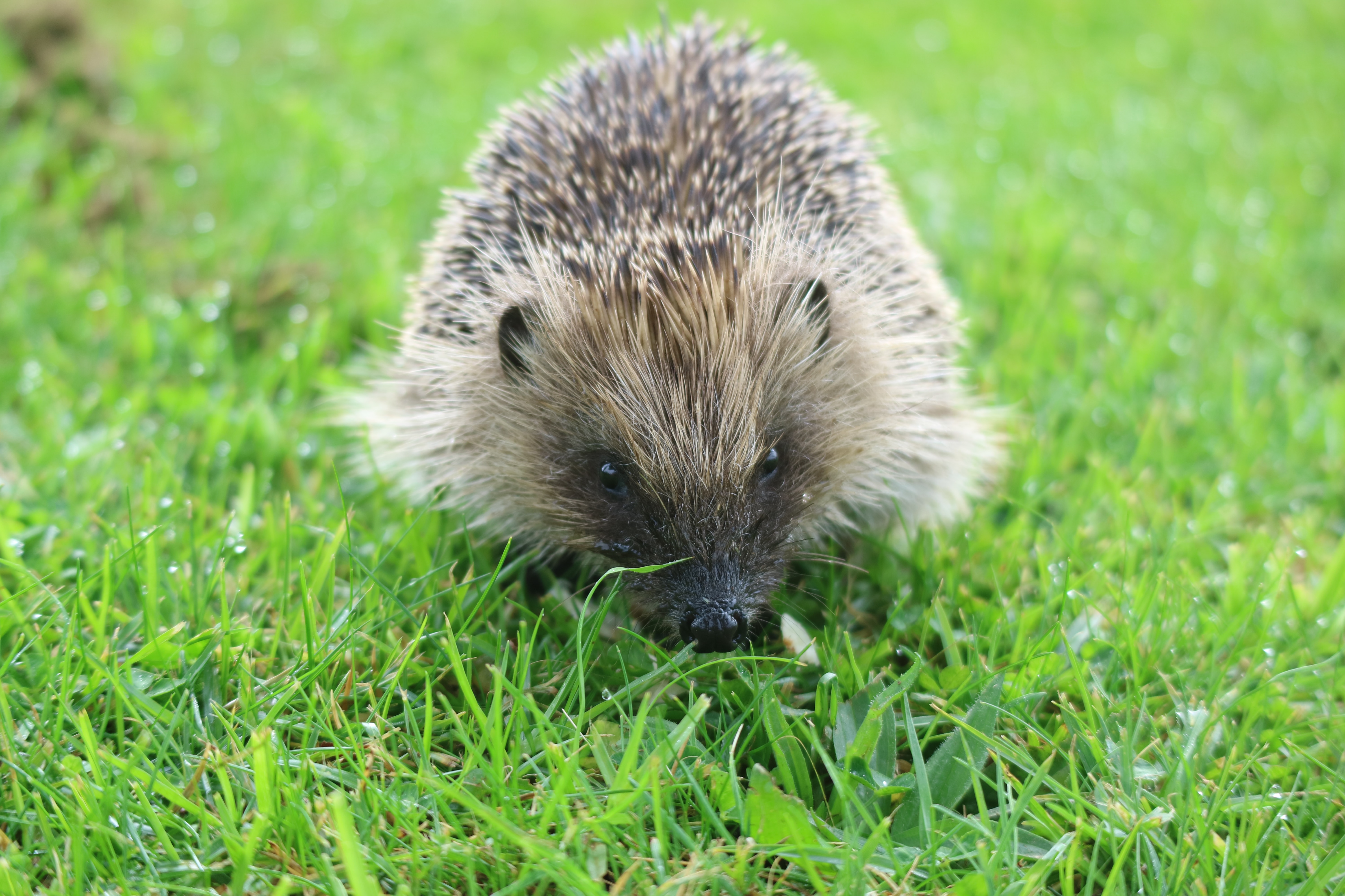 hedgehog on green grass