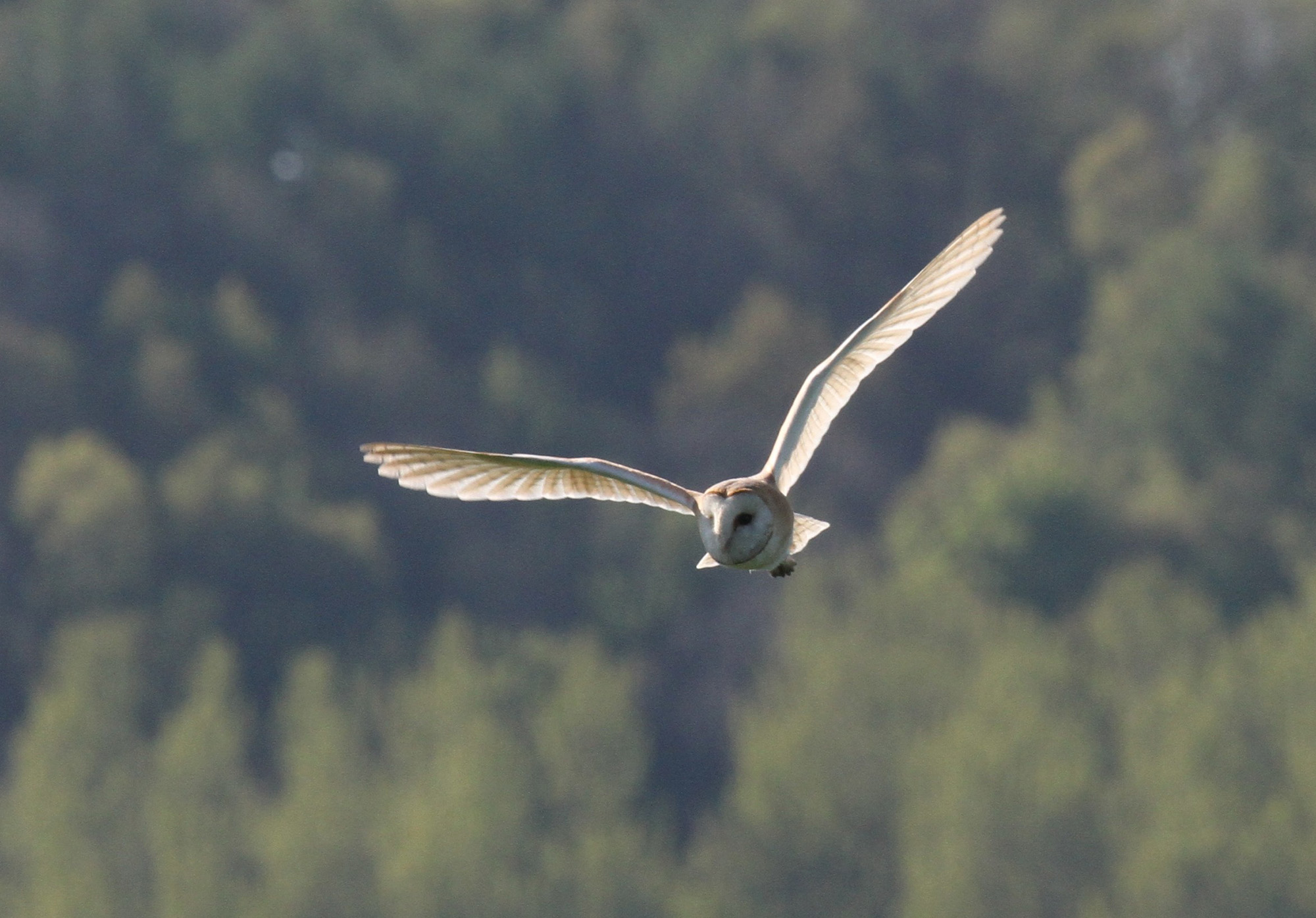 A barn owl in flight