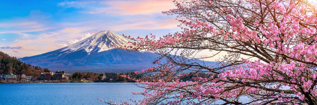 A snow capped mountain with a lake and cherry blossom tree in the foreground