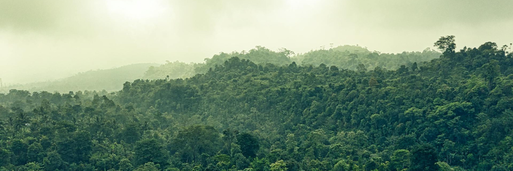 Evergreen forest in Banten Indonesia