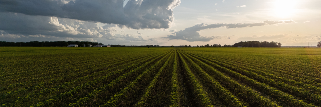 Crop field