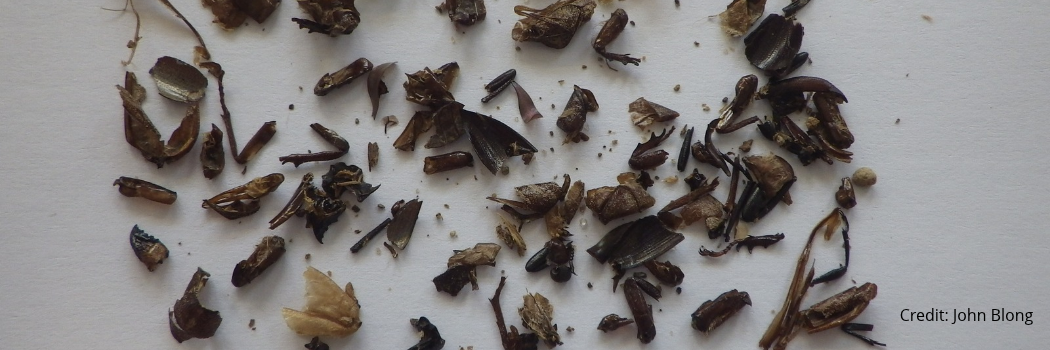 Insect remains