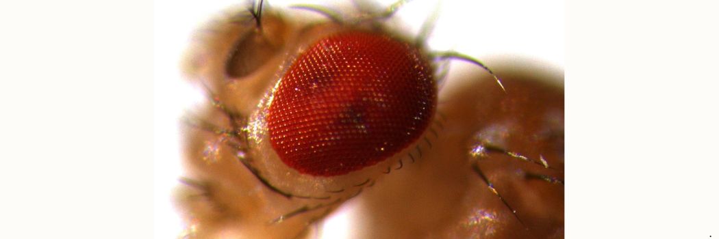 A close up of a fly's eye. The is red and you can see the hexagonal components of the eye.