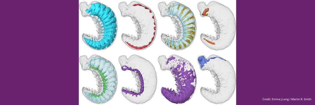 Individual organ systems of fossil 'Youti yuanshi'