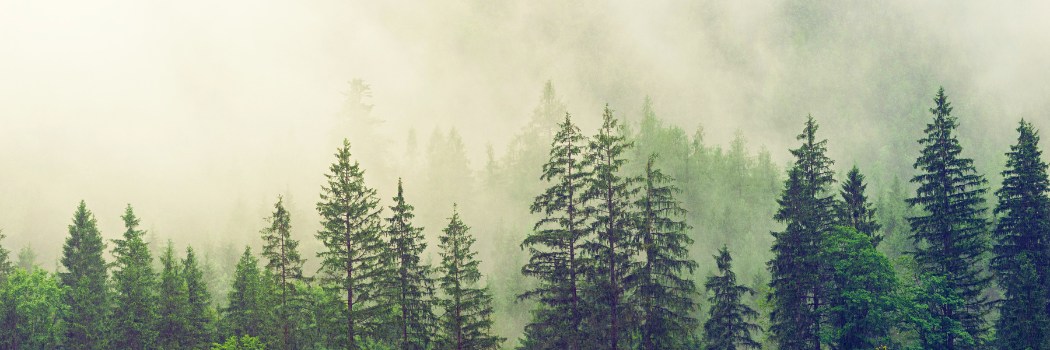 The tops of green trees with an ominous mist