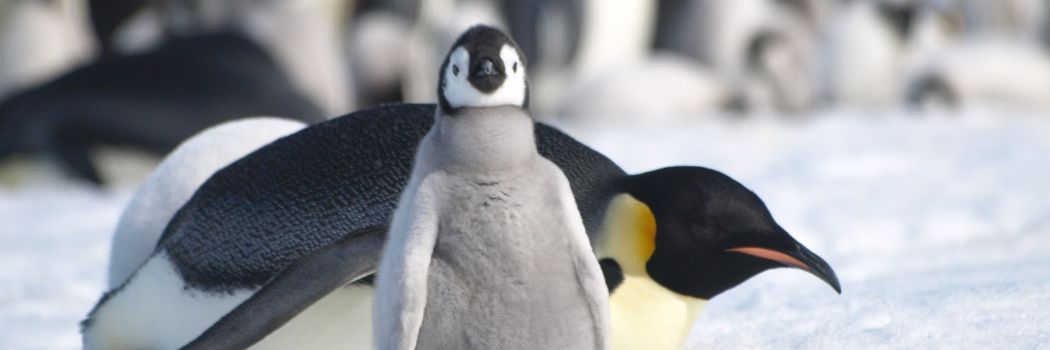 An emperor penguin chick looks directly at the camera as an adult emperor penguin lies on the ice behind it.