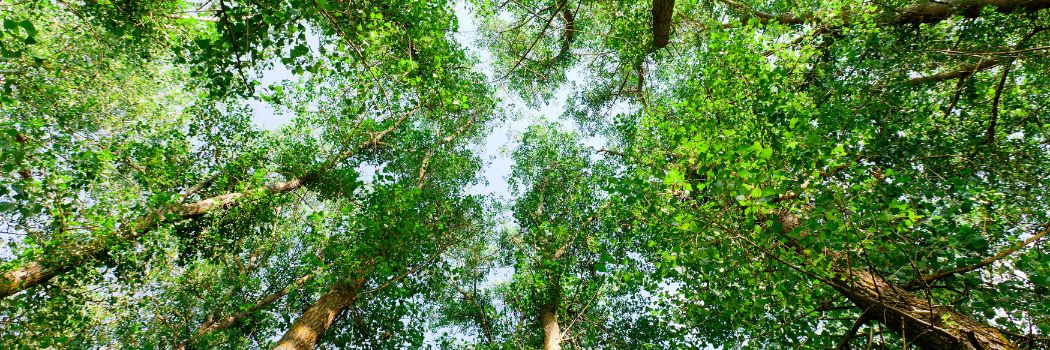 Photograph looking up at a tree canopy from the ground.