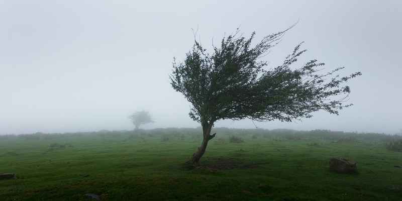 A picture of a tree blowing in the wind on a green hill