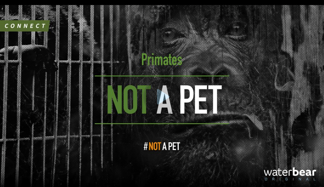 Not a Pet: Primates