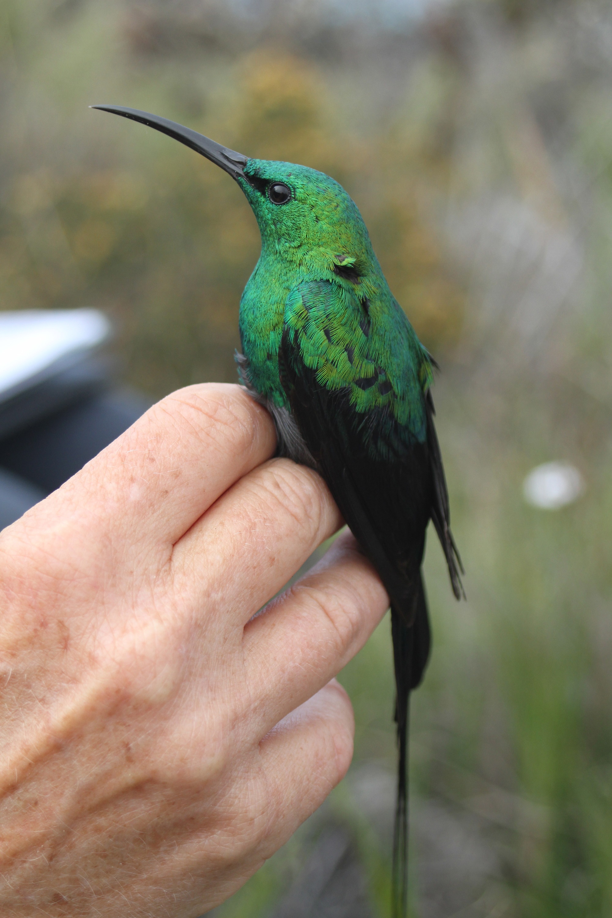 Small bird on a hand