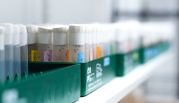 trays containing vials of drosophila with brightly coloured labels, fading into the distance