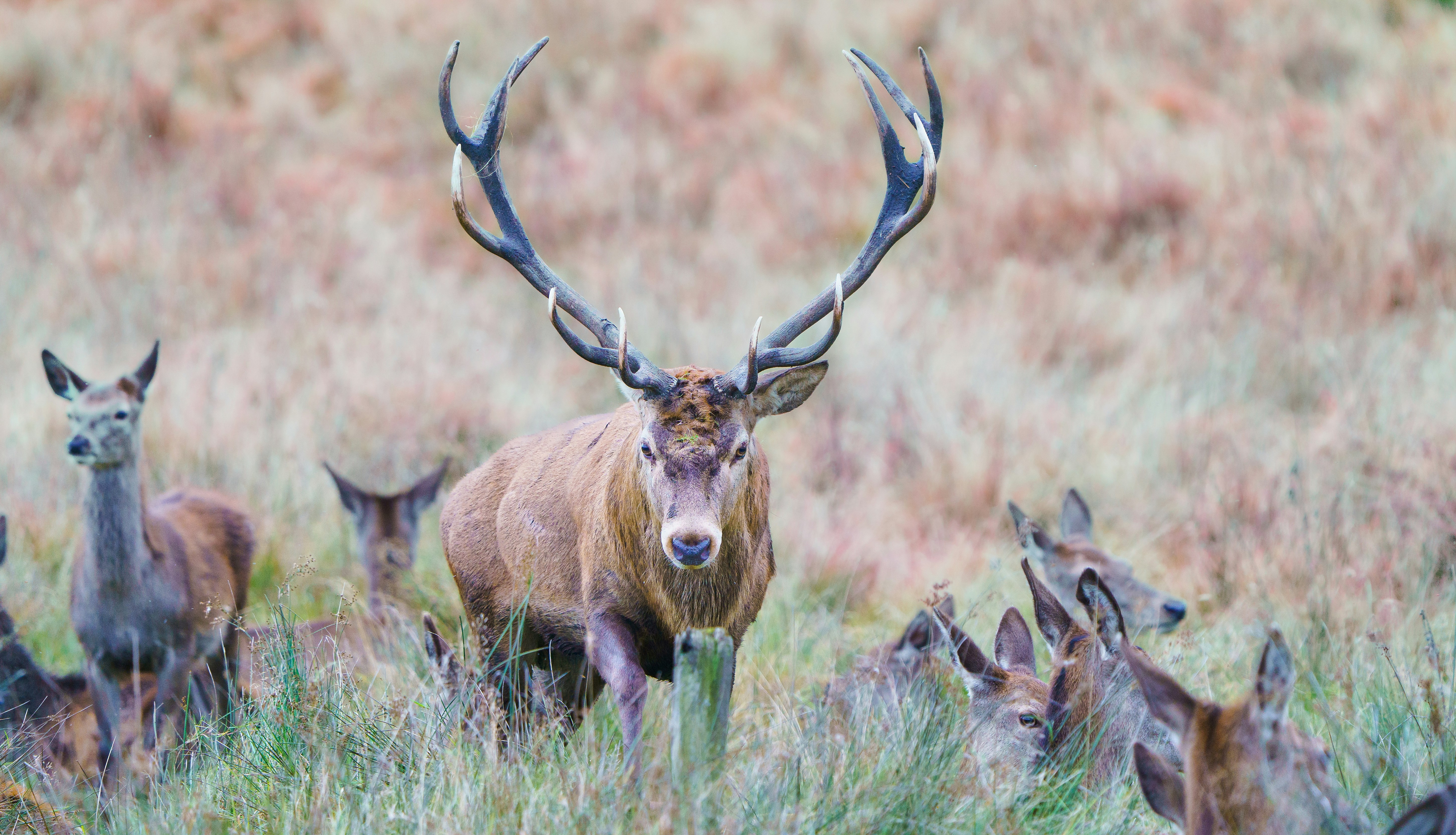 A stag with large antlers