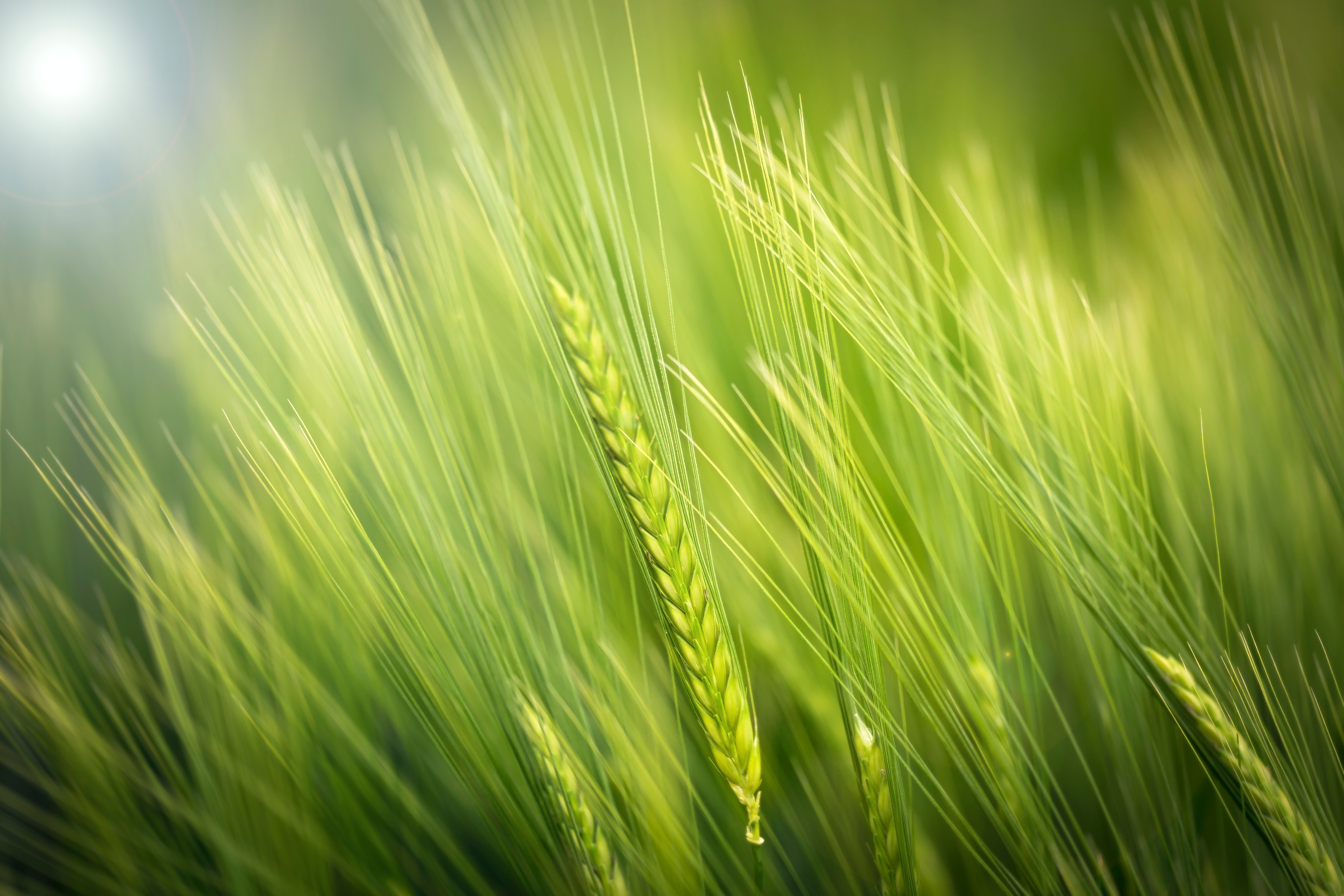 Green wheat growing