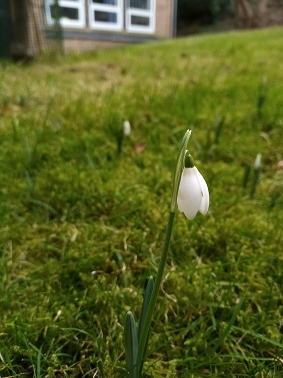 Snow Drop Flower