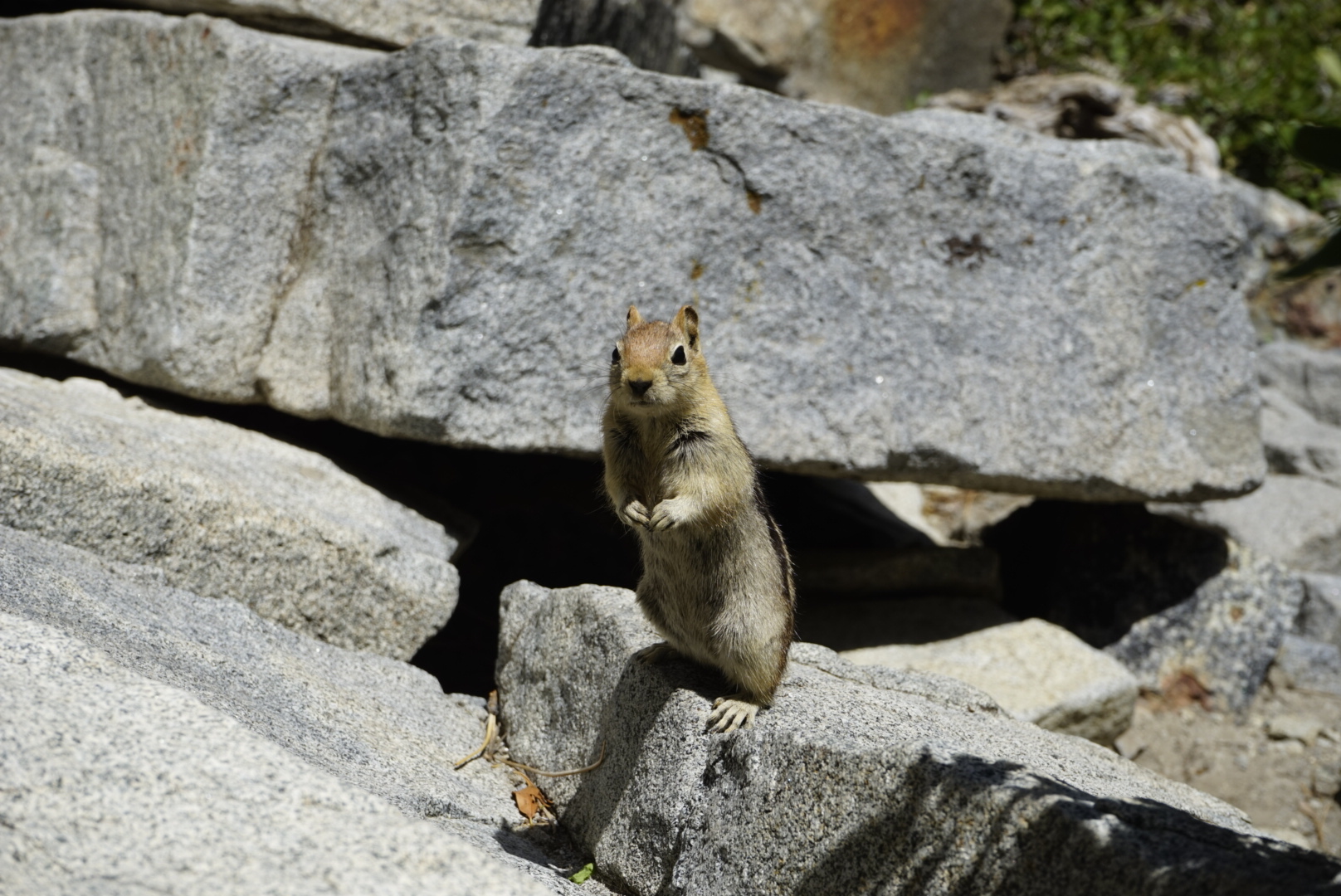 Chipmunk