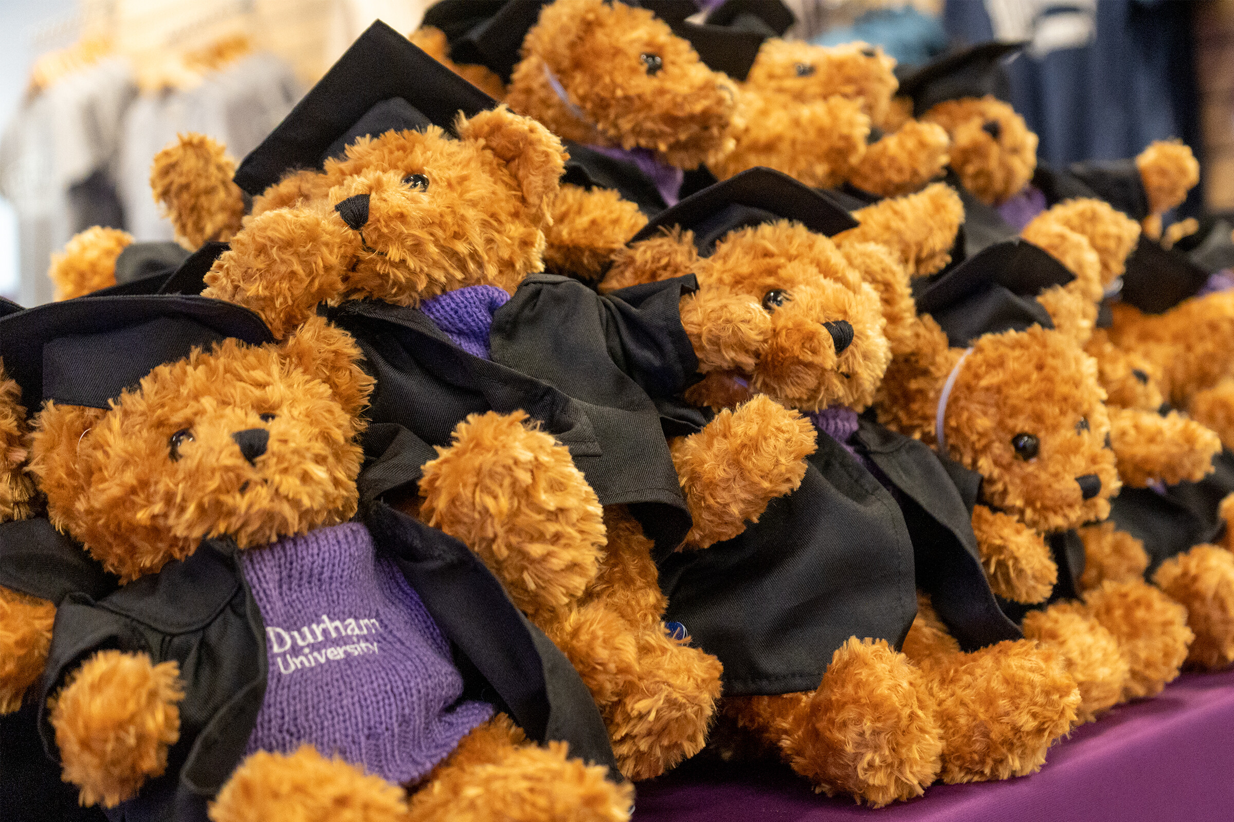Teddies dressed up in purple jumpers and graduation robes