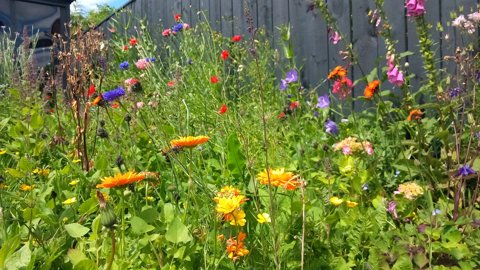 No Mow May 2026