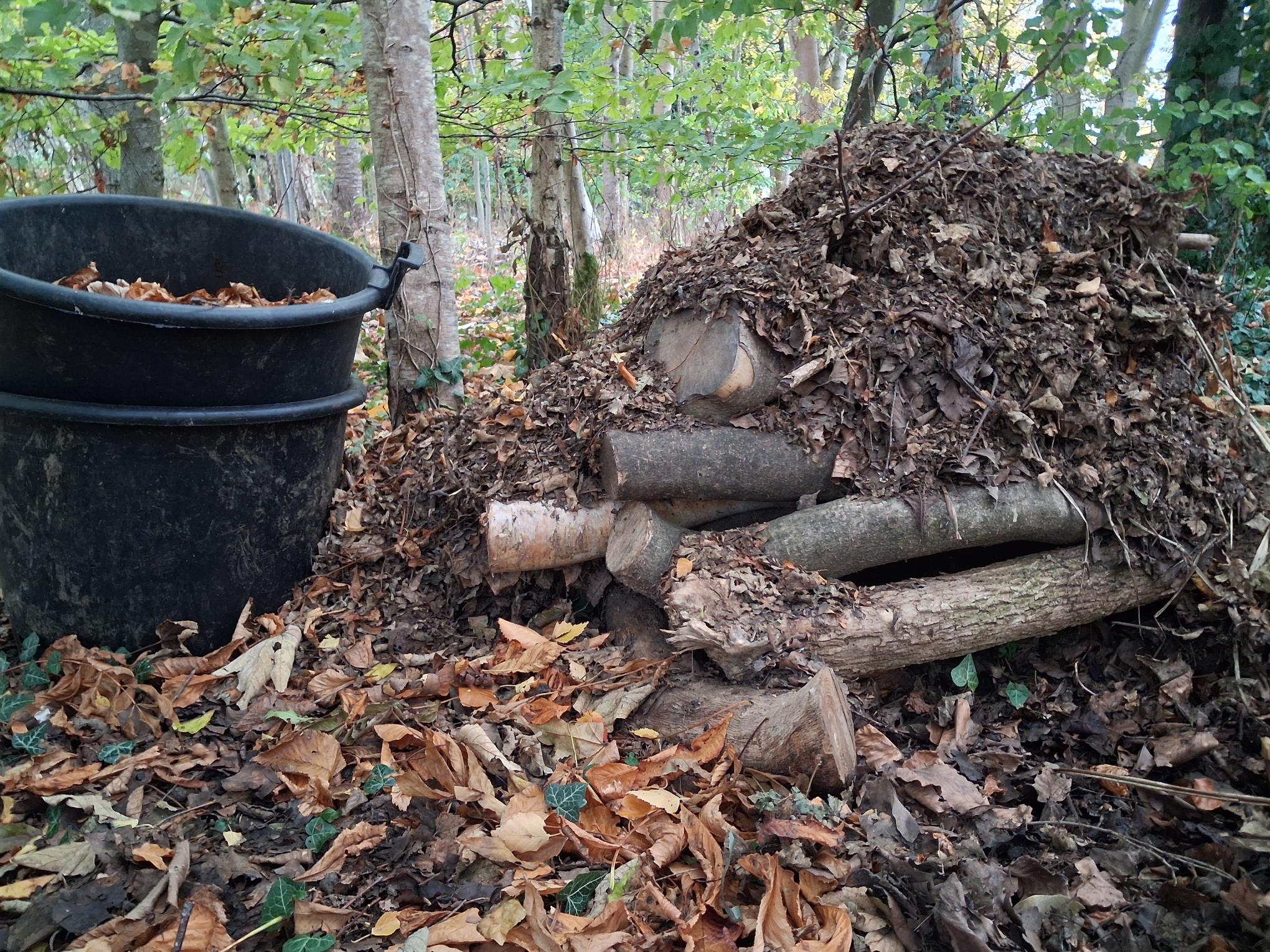Hedgehog den Oct 2026