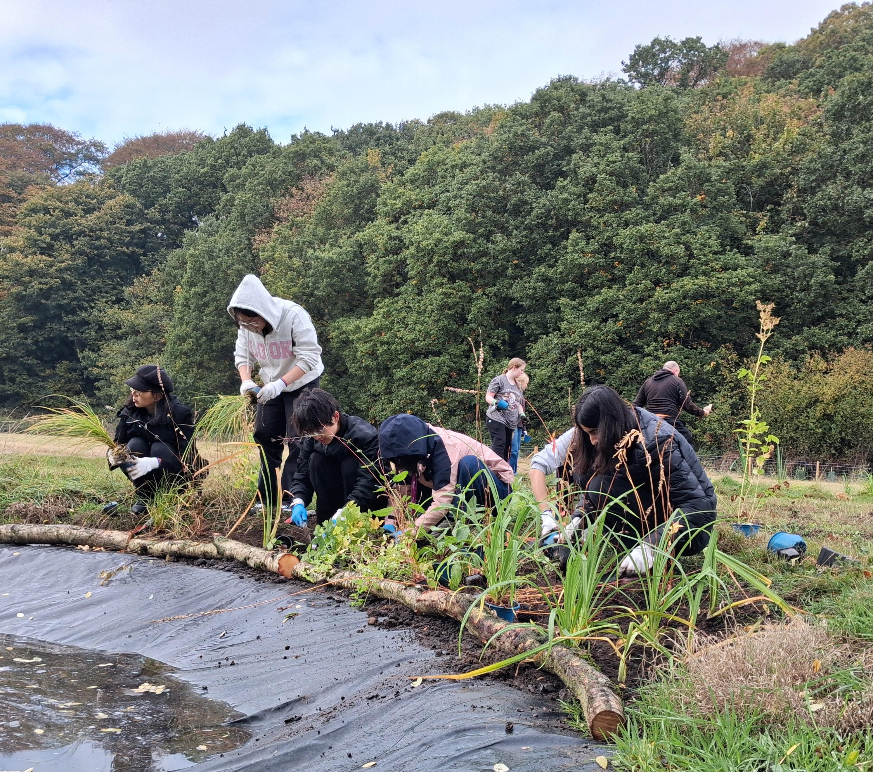 Plug planting Oct 2026 Maiden Castle
