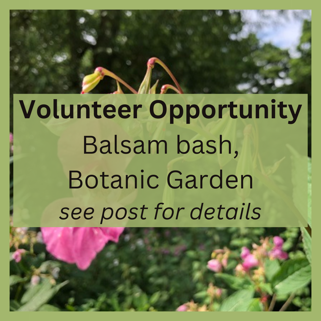 Balsam bash May 2025