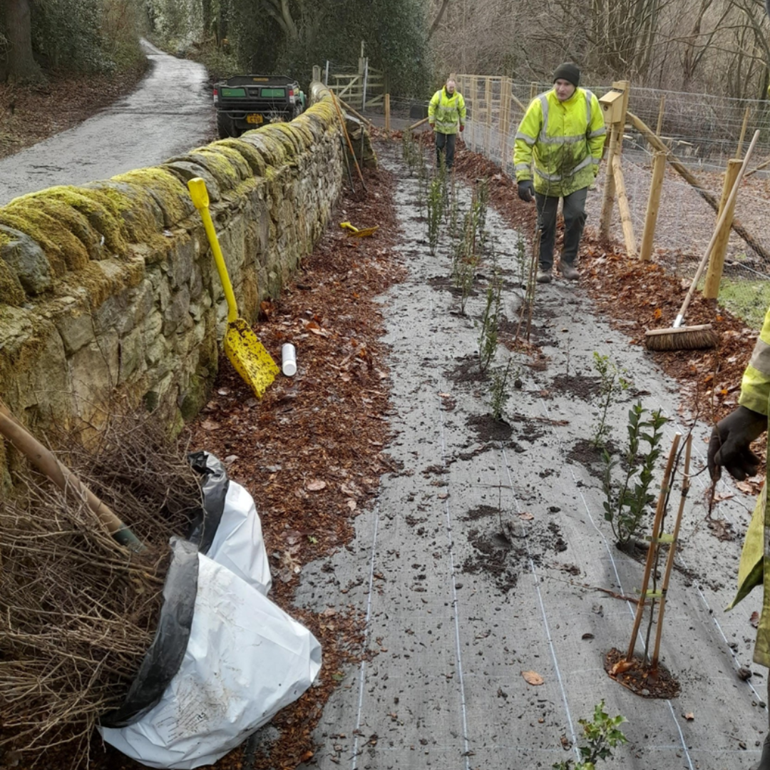 Hedge planting Jan 2026