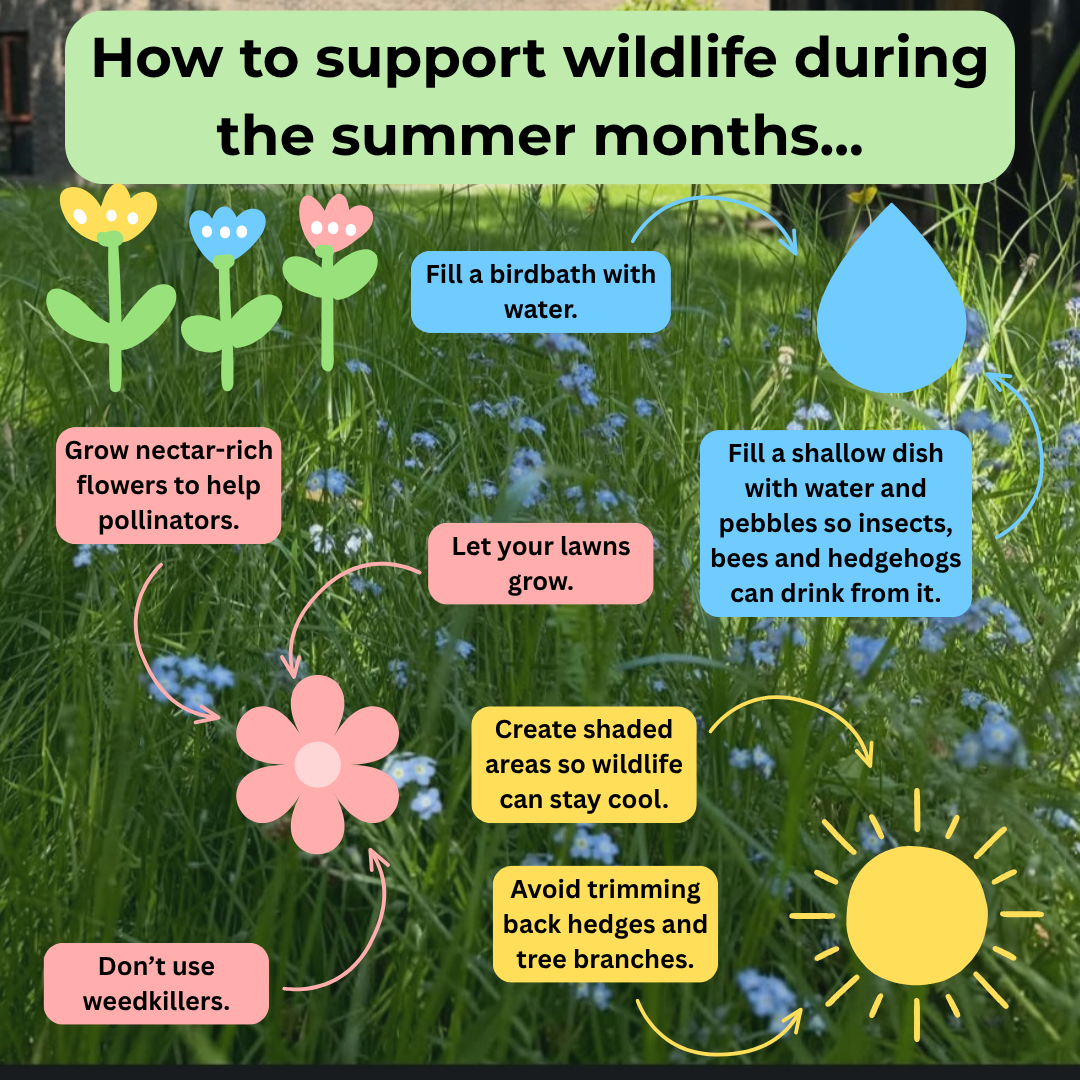 How to support wildlife during the summer 2026