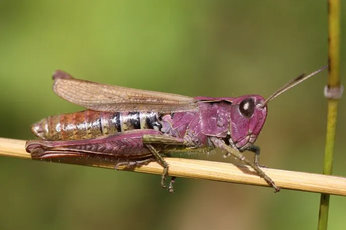 Purple female Rufous grasshopper