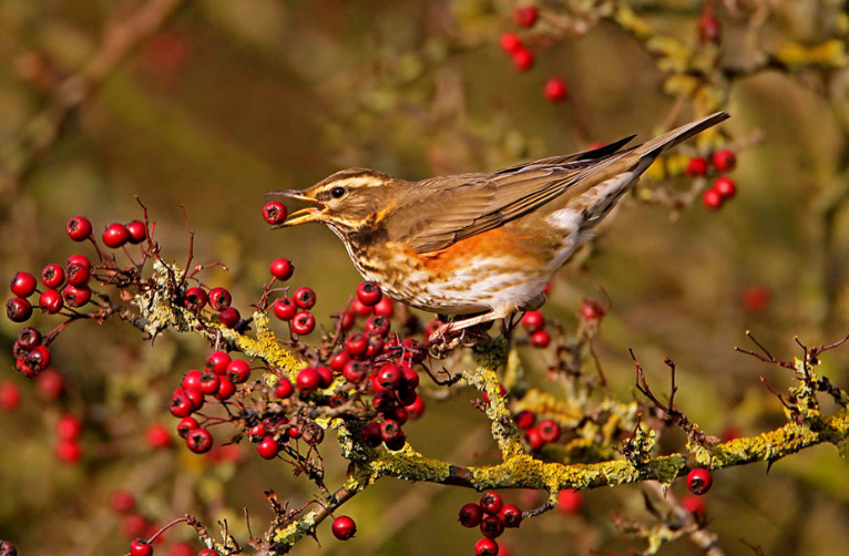 Redwing .png