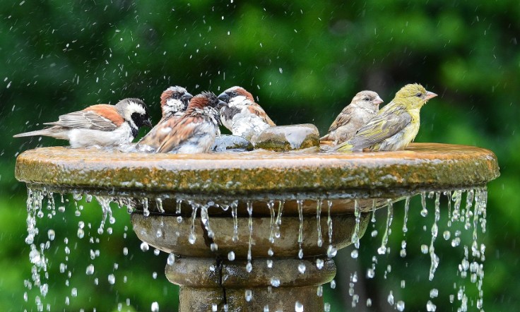 birds in bath