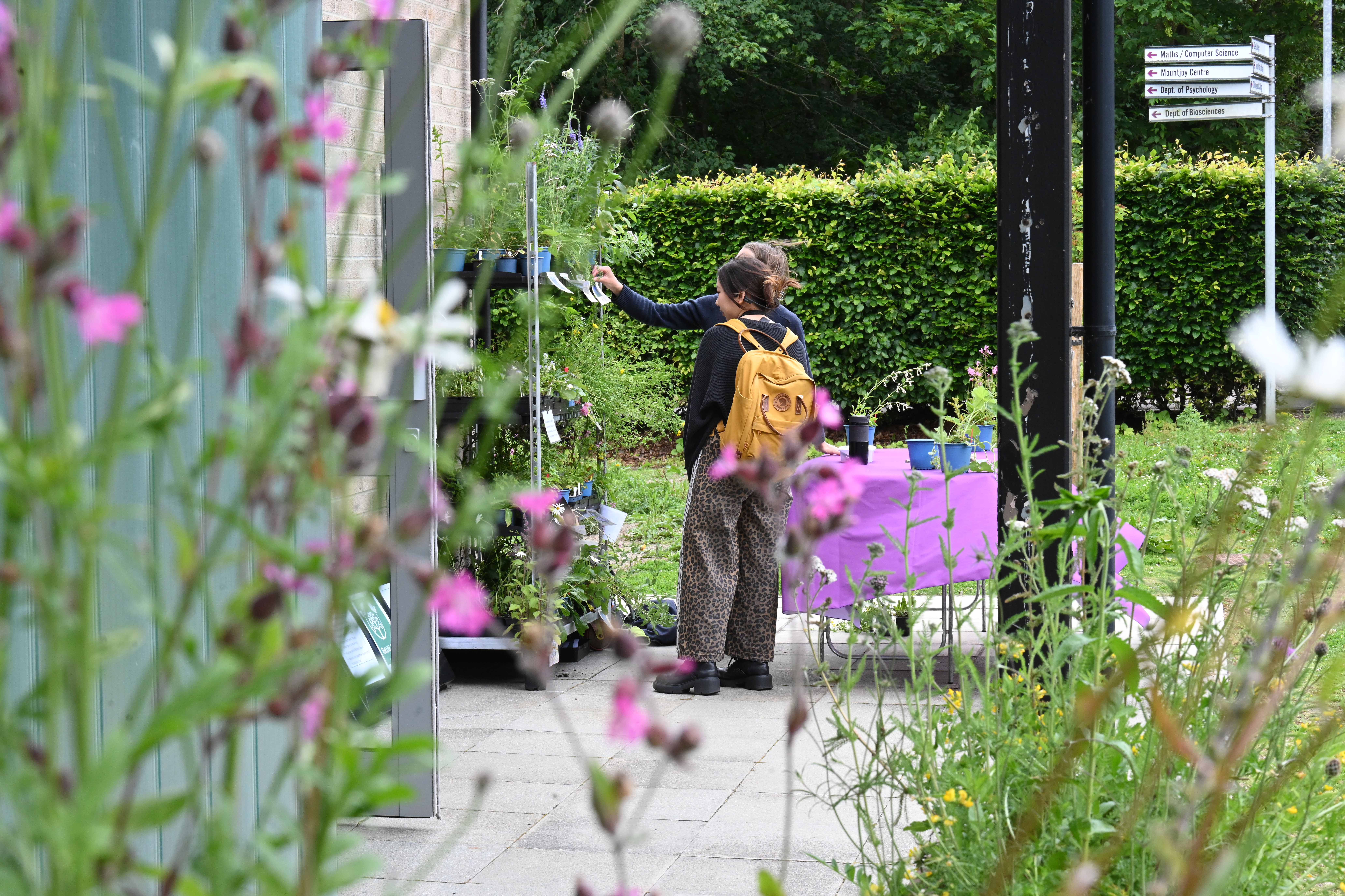 Greenspace Festival 2026 wildflower sale 2026