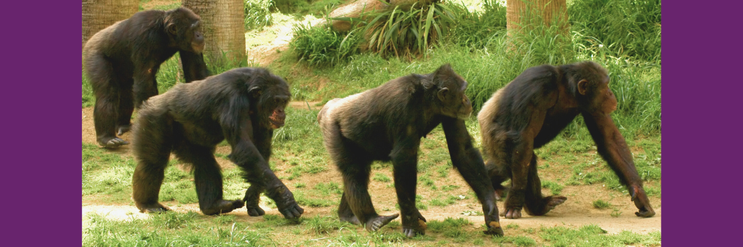 Four chimpanzees walk in a line in the forest