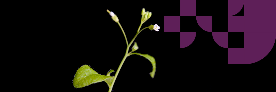 Arabidopsis, which is a small weed, against a black bakcground