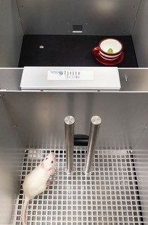 Rat in behavioural experiment