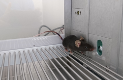 Mouse in behavioural study