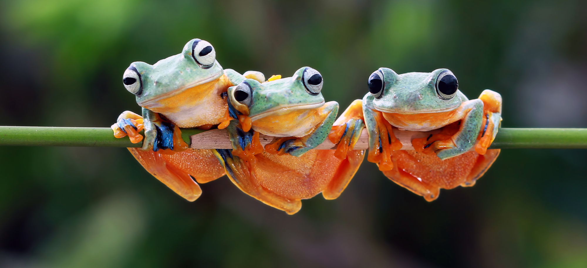 Frogs on a stem.