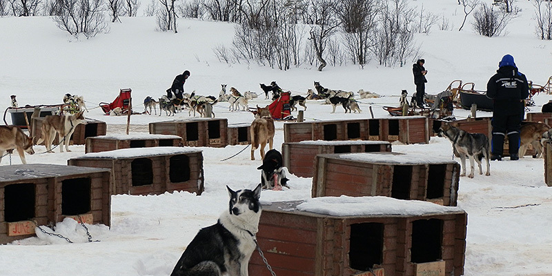 Group of sled dogs