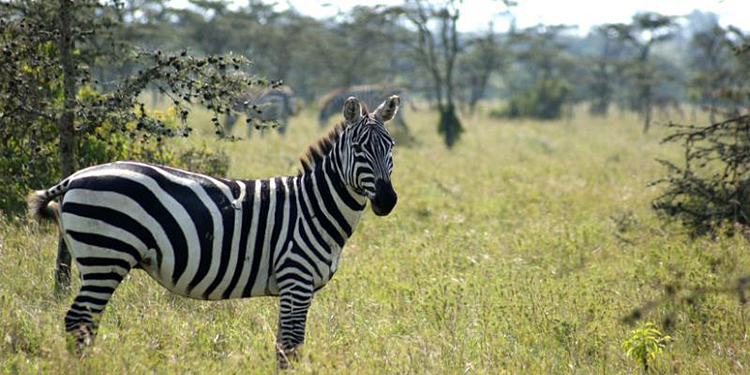 A zebra standing alert