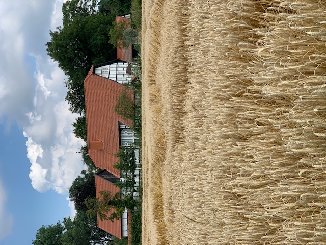 Farmhouse and wheat field in germany