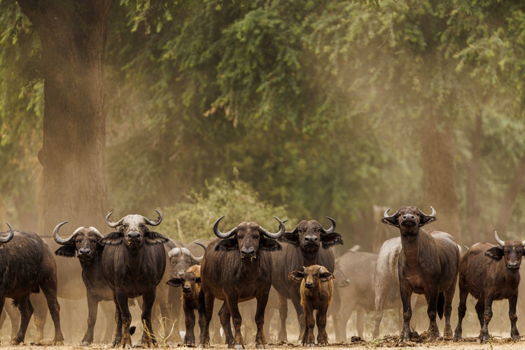 Cattle in Zambian field