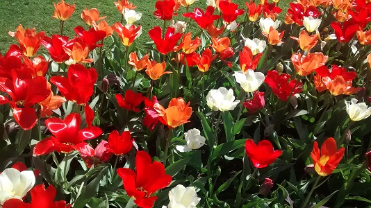 Botanic Garden red flowers